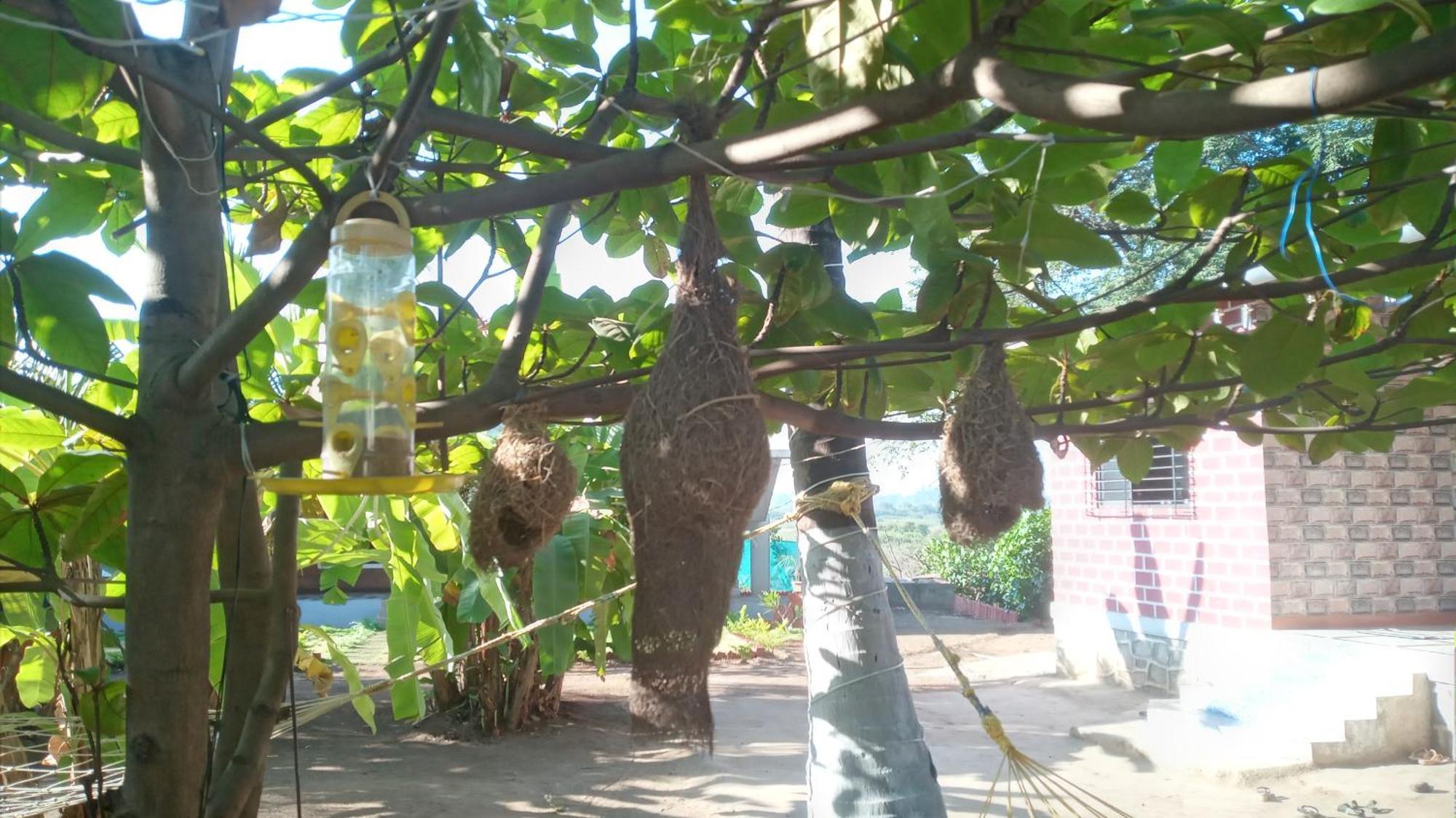 Coconut Village Homestay *